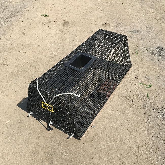 Green Crab Trap, Trapezoidal – Brooks Trap Mill