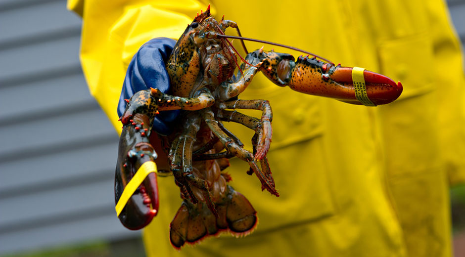 lobster fishing gear